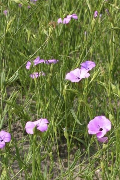 Coquelourde des jardins, nielle des blés