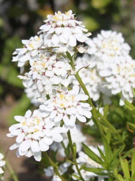 Corbeille d'argent, Thlaspi 'Appen-Etz'