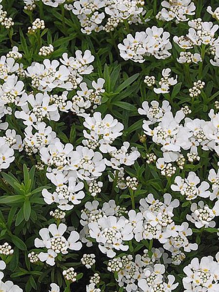 Corbeille d'argent, Thlaspi 'Fischbeck'
