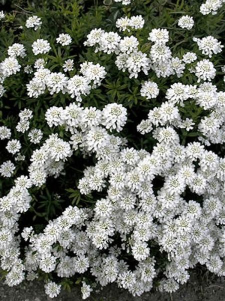 Corbeille d'argent, Thlaspi 'Snowflake'