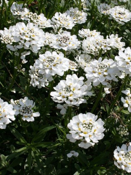 Corbeille d'argent, Thlaspi