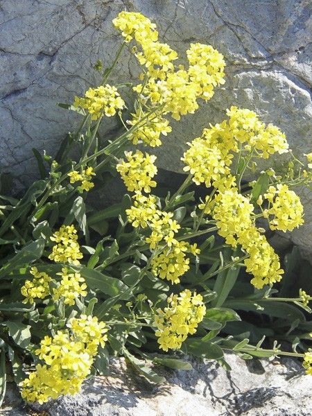 Corbeille d'or, Alysse des rochers 'Citrinum'