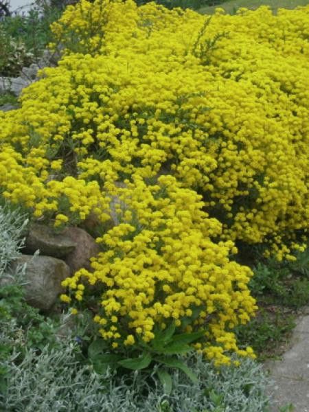 Corbeille d'or, Alysse des rochers 'Compactum'