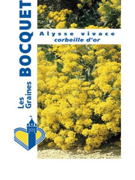 Corbeille d'or, Alysse des rochers 'Corbeille d'Or'