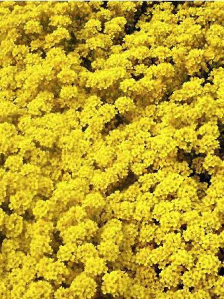 Corbeille d'or, Alysse des rochers 'Gold Bullet'