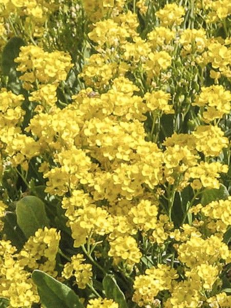 Corbeille d'or, Alysse des rochers 'Golden Queen'