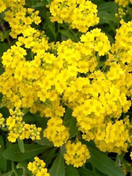 Corbeille d'or, Alysse des rochers 'Goldkugel'