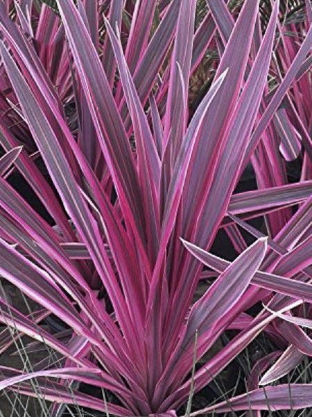 Cordyline australe 'Charlie Boy'
