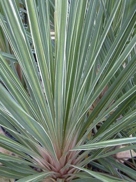 Cordyline australe 'Pink Champagne'