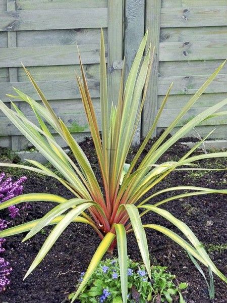 Cordyline australe 'Sundance'