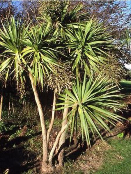 Cordyline australe