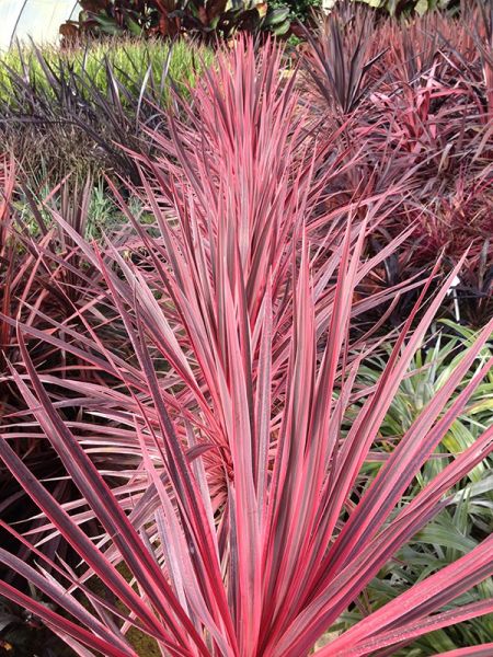 Cordyline australe 'Charly Boy'