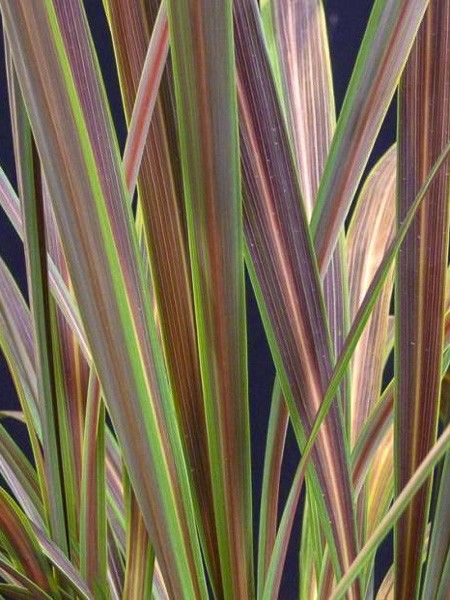 Cordyline 'Electric Star '