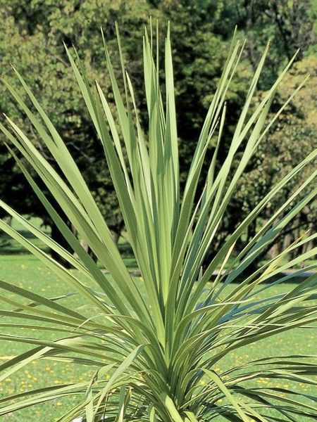 Cordyline indivisa