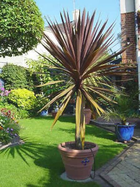 Cordyline 'Red Star'