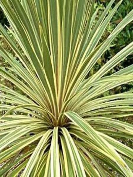 Cordyline 'Torbay Dazzler'