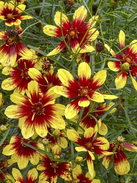 Coréopsis à feuilles en aiguilles 'Bengal Tiger'