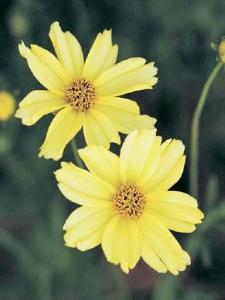 Coréopsis à feuilles en aiguilles 'Crème Brulée'