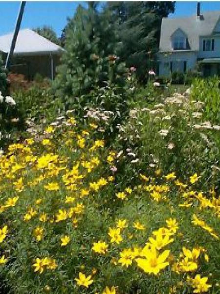 Coréopsis à feuilles en aiguilles 'Zagreb'