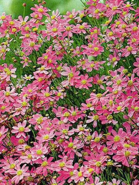 Coréopsis 'American Dream'