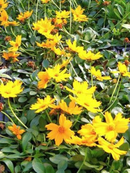 Coréopsis 'Elfin Gold'