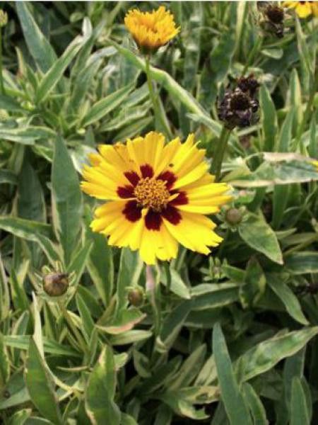 Coreopsis grandiflora 'Calypso'