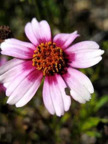 Coréopsis 'Haeven's Gate'