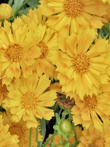 Coréopsis 'Jethro Tull'