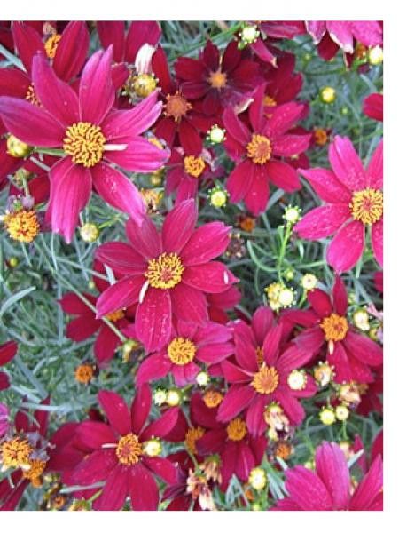 Coréopsis 'Red satin'