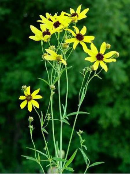 Coreopsis tripteris 
