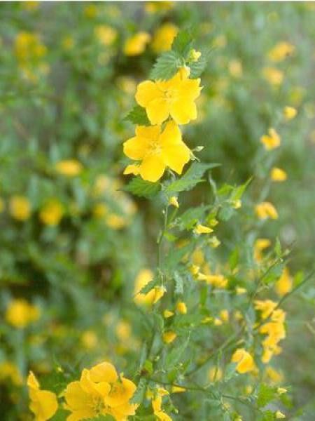 Corête du Japon 'Golden Guinea'