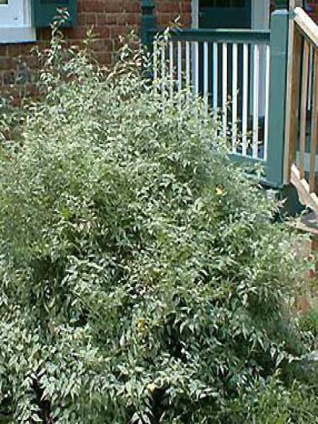 Corête du Japon 'Picta'