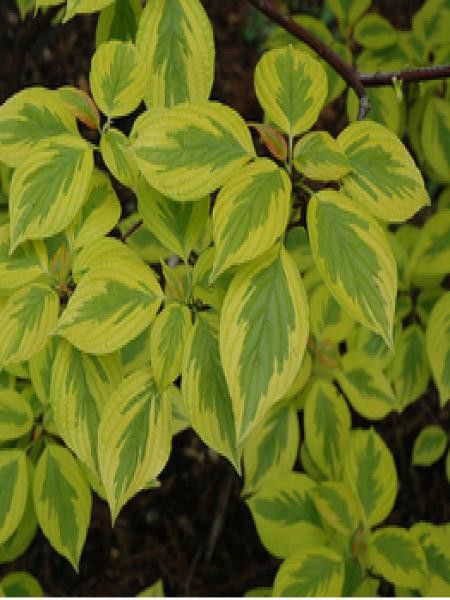 Cornouiller à feuilles alternes 'Golden shower'