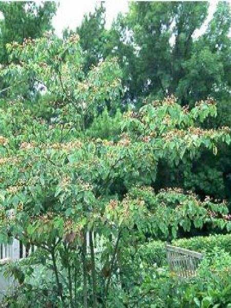 Cornouiller à feuilles alternes
