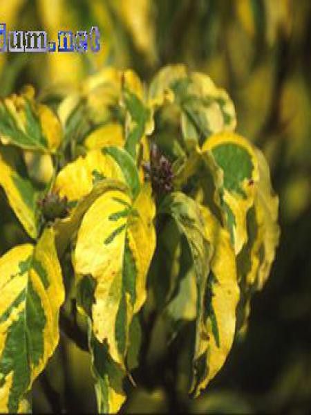 Cornouiller à grandes fleurs 'Rainbow'