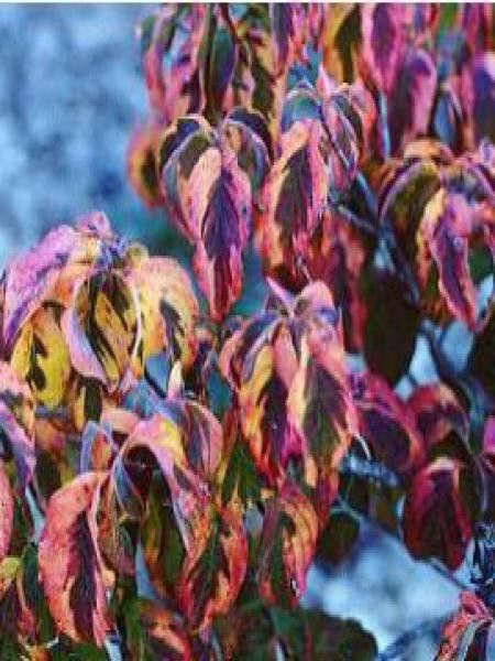 Cornouiller à grandes fleurs 'Sunset'