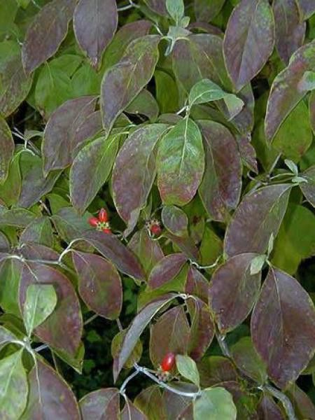 Cornouiller à grandes fleurs