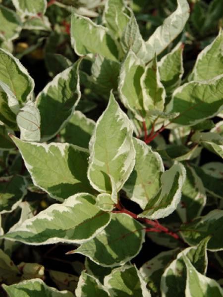 Cornouiller blanc 'Argenteovariegata'