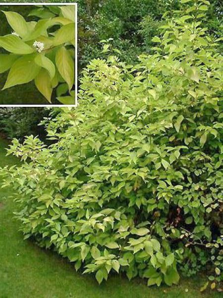 Cornouiller blanc 'Aurea'