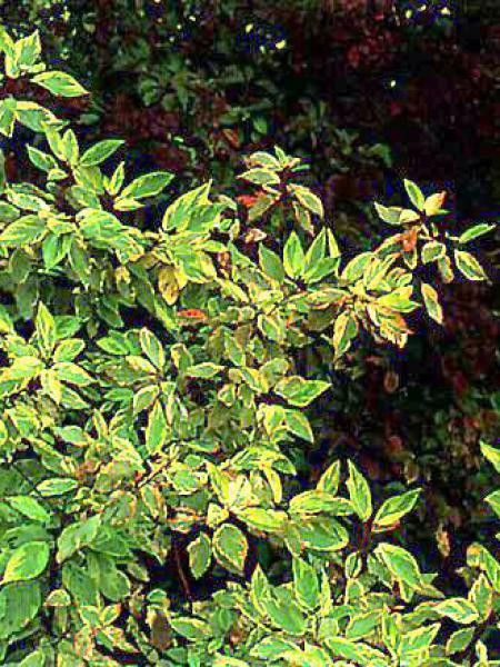 Cornouiller blanc 'Gouchaultii'