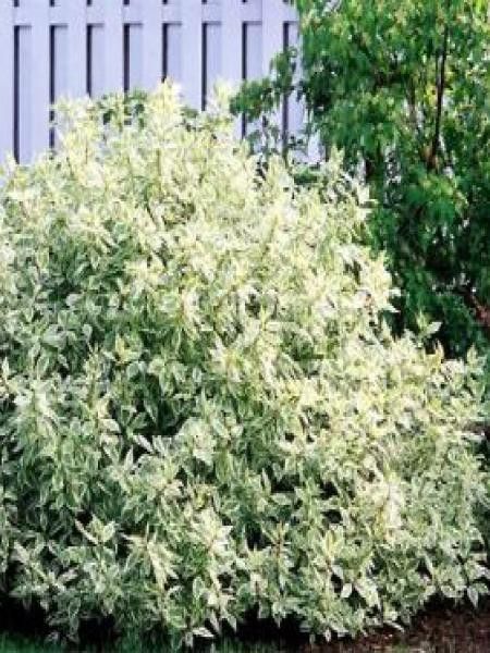 Cornouiller blanc 'Ivory Halo'®