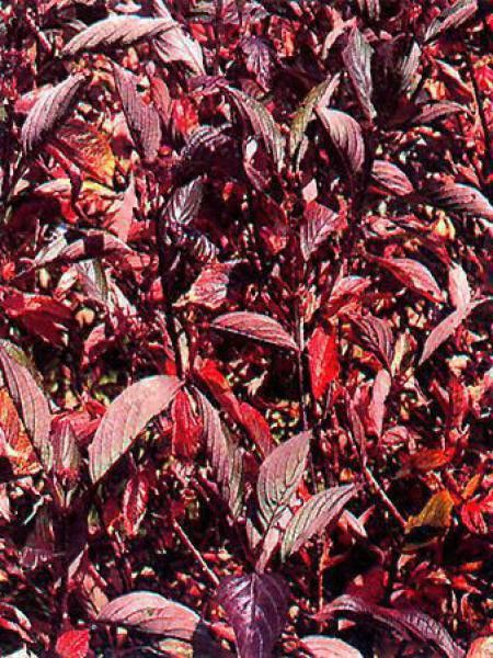 Cornouiller blanc 'Kesselringii'