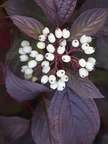 Cornouiller blanc 'Siberian Pearls'