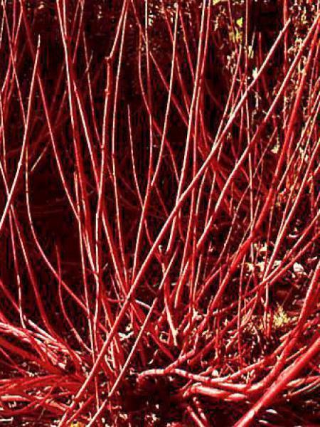 Cornouiller blanc 'Sibirica'