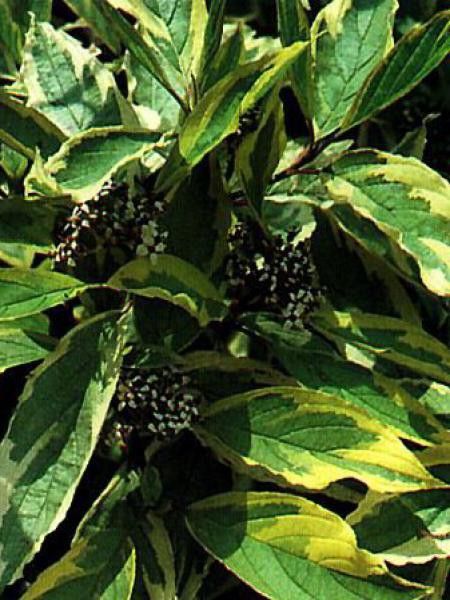 Cornouiller blanc 'Spaethii'