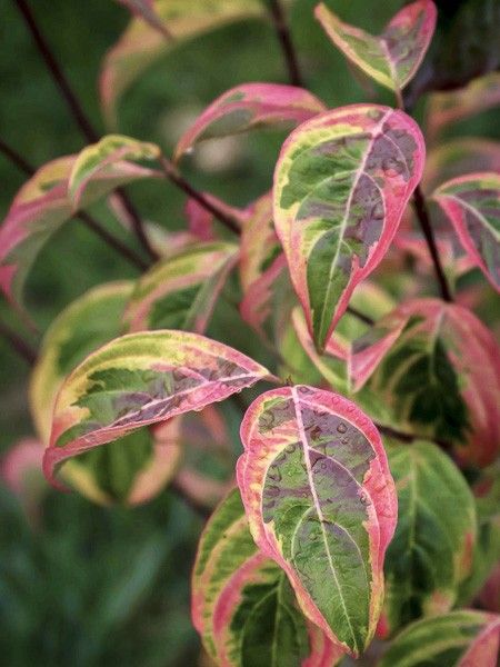 Cornouiller 'Celestial Shadow'