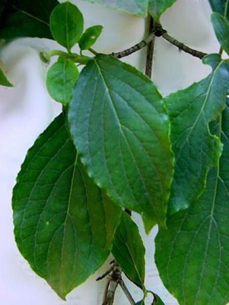 Cornouiller de nutali