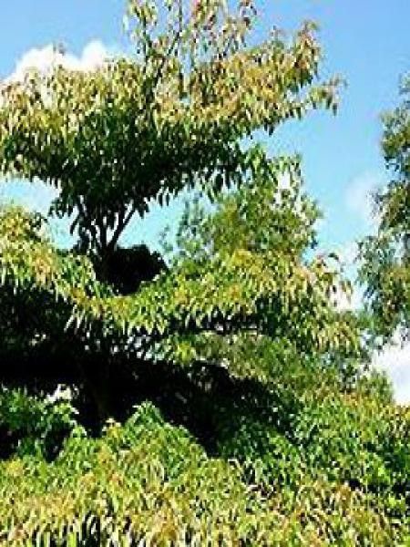 Cornouiller discuté 'Pagode'