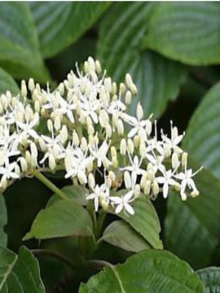 Cornouiller discuté