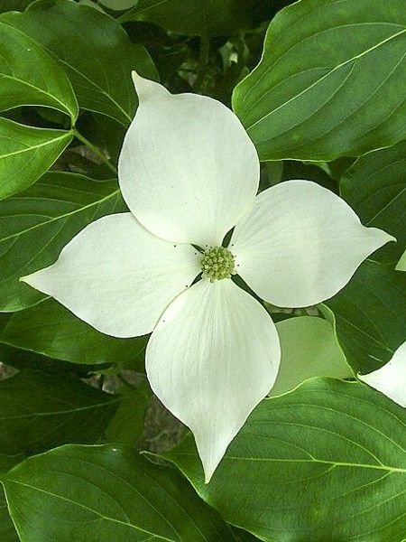 Cornouiller du Japon 'Galilean'